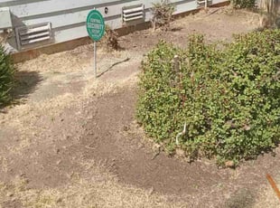Bush Trimming by Julian Gonzales for Norma W. in Fresno, CA