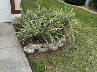 Bush Trimming by Johnny Torres for Chelsey L. in Riverview, FL