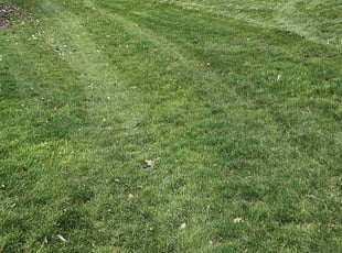 Jane M.'s Lawn Mowing Service service result