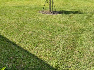 Mike N.'s Lawn Mowing service result