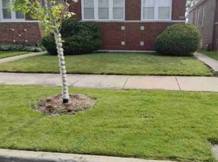 Jazzmine A.'s Lawn Care service result