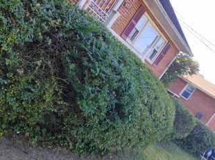 Bush Trimming by Luis Velasco for Lisa C. in Suitland-Silver Hill, MD