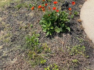 Weeding by Quintrell Smith for Audrey H. in Woodstock, GA