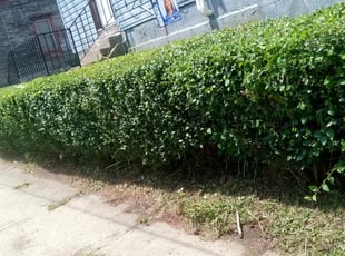 Bush Trimming by Angela Johnson for Carolyn K. in Pittsburgh, PA