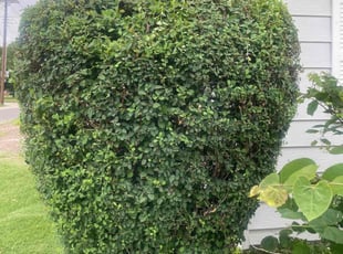 Bush Trimming by Lance Holtman for Tyler B. in Bethany, OK