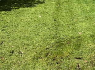Jerry F.'s Lawn Care service result