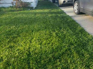 Dana m.'s Lawn Maintenance service result