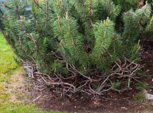 Bush Trimming by Troy Allman for Acacia M. in Puyallup, WA