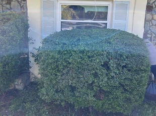 Bush Trimming by Charles Howard for Betsy B. in Holiday, FL