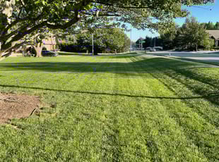 Debra P.'s Yard Cutting service result