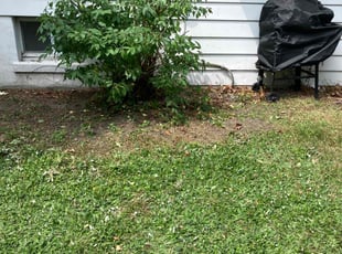 Bush Trimming by Rocco Gyetvai for Nelson R. in Jessup, PA