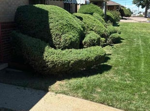 Bush Trimming by Johanny Rodriguez Pineda for Ramona F. in Denver, CO