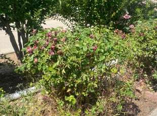 Bush Trimming by Jaime Montero for Lesha J. in Sacramento, CA