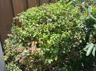 Bush Trimming by candelario castillo for Vincent M. in Alexandria, VA