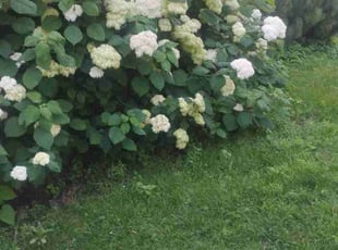 Weeding by Christopher Rhyne for Meghan G. in Madison, WI