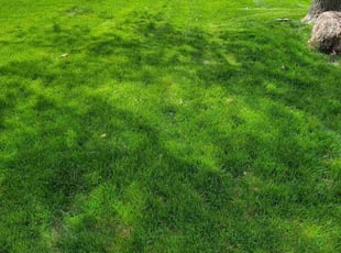 Rick K.'s Lawn Service service result