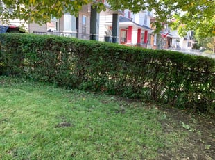 Bush Trimming by Diashon Bryant for Steven F. in Cleveland, OH
