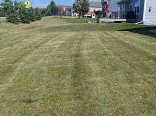 Leaf Removal by Abigial Klar for Dorothea O. in Minneapolis, MN