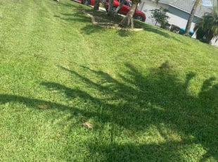 Josefina M.'s Grass Cutting service result