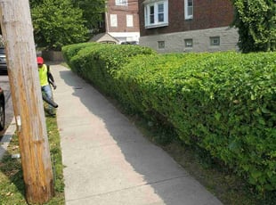 Bush Trimming by Marvin Simmons for Jamie P. in Philadelphia, PA