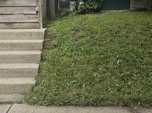 Dave W.'s Yard Cutting service result