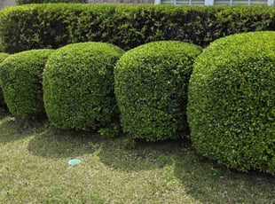 Bush Trimming by Russell Monroe for Charles W. in Birmingham, AL