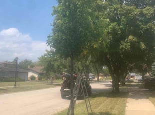 Joyce A.'s Lawn Mowing service result