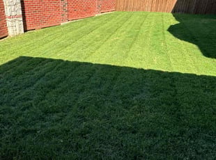 Armina F.'s Yard Cutting service result