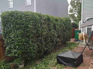 Bush Trimming by Damion Forney for Heather K. in Charlotte, NC