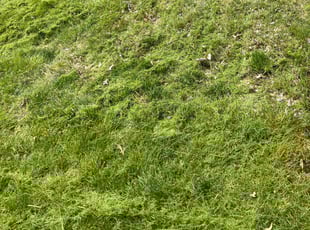 Elizabeth J.'s Lawn Mowing service result