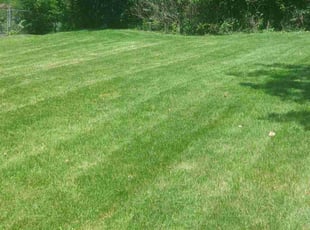 Veronica M.'s Lawn Mowing service result