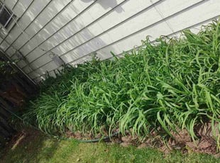 Weeding by Allan Roberts for John K. in Alexandria, VA