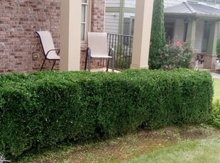Bush Trimming by Antonio Dye for Antonio V. in Smyrna, GA