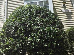 Bush Trimming by Yobani Benitez for SharonGray G. in Crofton, MD