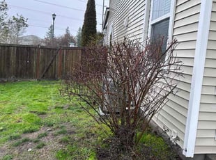Bush Trimming by Socrates Cruz GarcÃa for Bandna C. in DuPont, WA