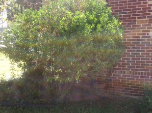 Bush Trimming by Taurus Coates for Karen J. in Atlanta, GA