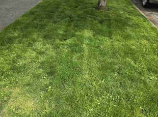 Brenda I.'s Lawn Mowing service result