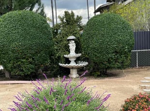 Bush Trimming by William Mendoza for Ed L. in Los Angeles, CA