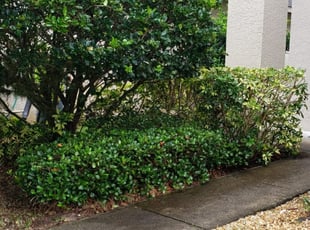Bush Trimming by Carlos Arocho for Cindy J. in Oviedo, FL