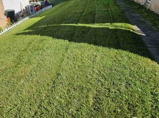 Tamika L.'s Lawn Mowing service result