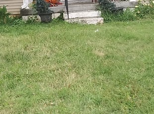 Weeding by Chris Slone for James F. in Louisville, KY