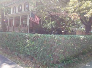 Bush Trimming by Alejandro Gamboa for Heather D. in Glassboro, NJ