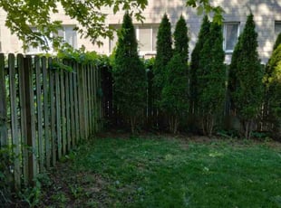 Bush Trimming by Joseph Schmidt for Tim B. in Milwaukee, WI