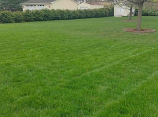 Andre C.'s Grass Cutting service result