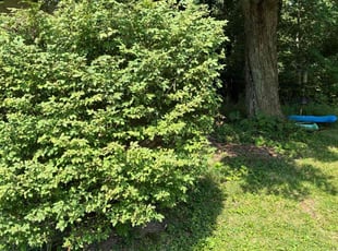 Bush Trimming by robert rufin for Kelly S. in Aurora, OH
