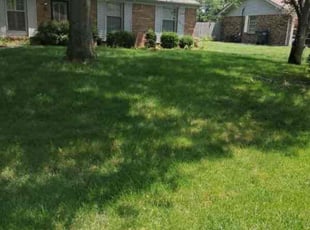 Tammy S.'s Lawn Mowing Service service result