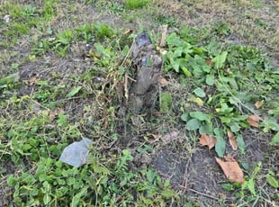 Bush Trimming by Anthony Brown for William S. in Norfolk, VA