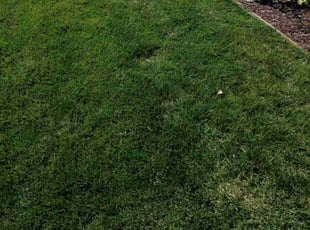 Kaila C.'s Lawn Mowing service result