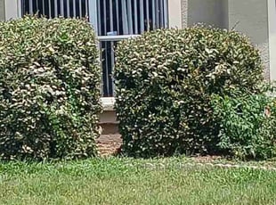 Bush Trimming by James Anderson for James L. in Zephyrhills, FL