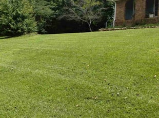 Alesha S.'s Yard Cutting service result
